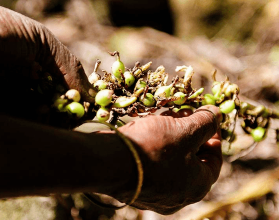 cardamoms2